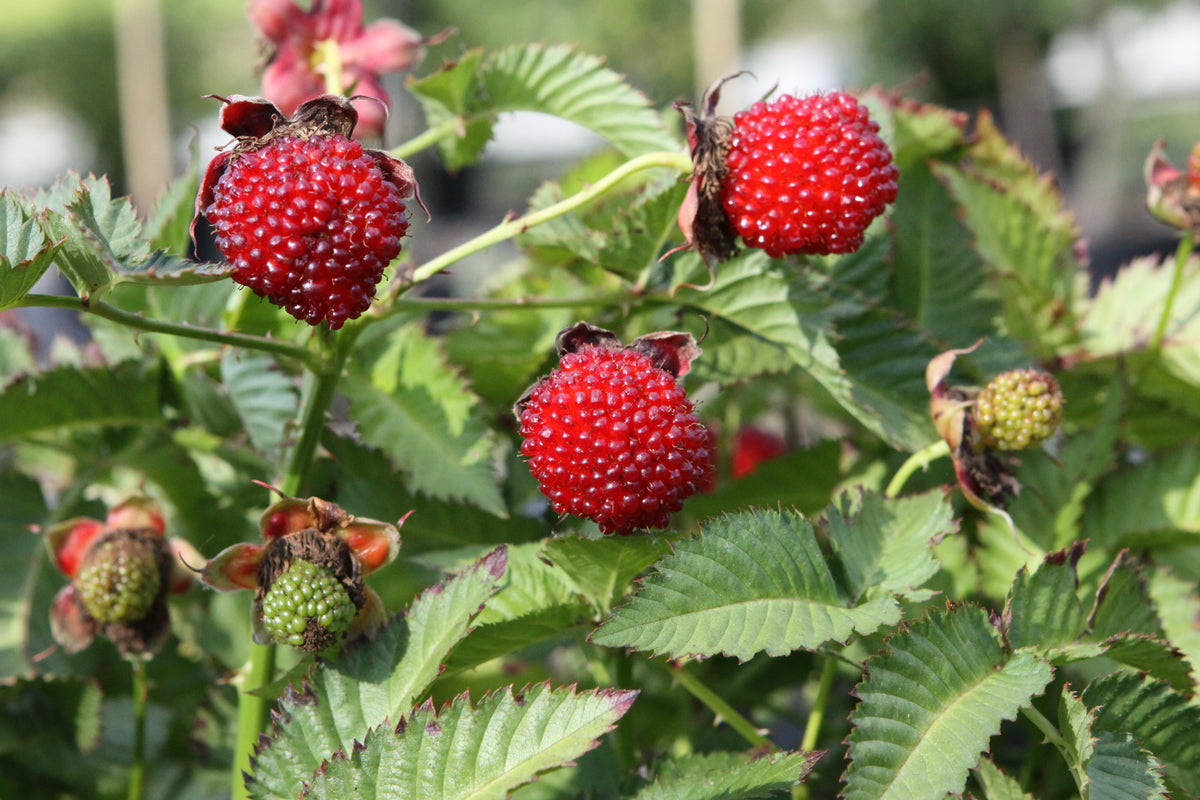 Erdbeerhimbeere Rubus illecebrosus