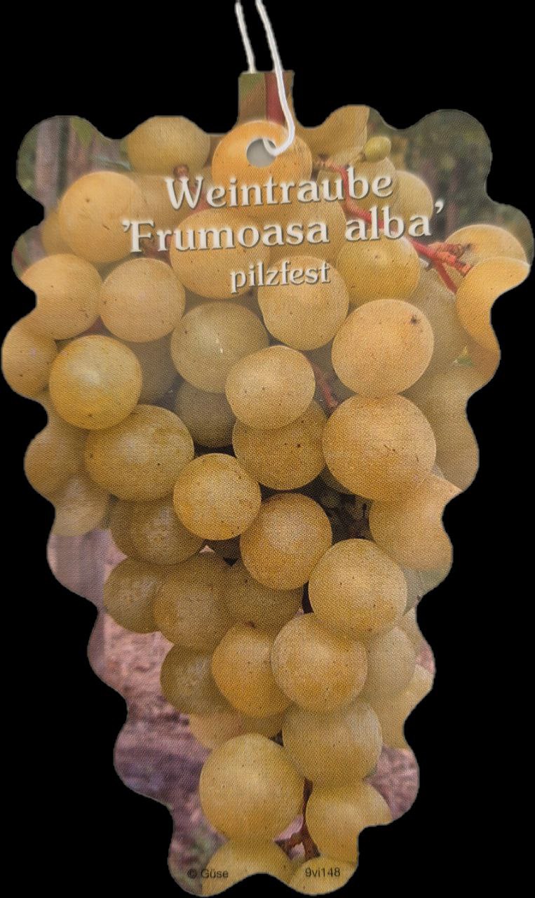 Weinrebe Frumuosa Alba