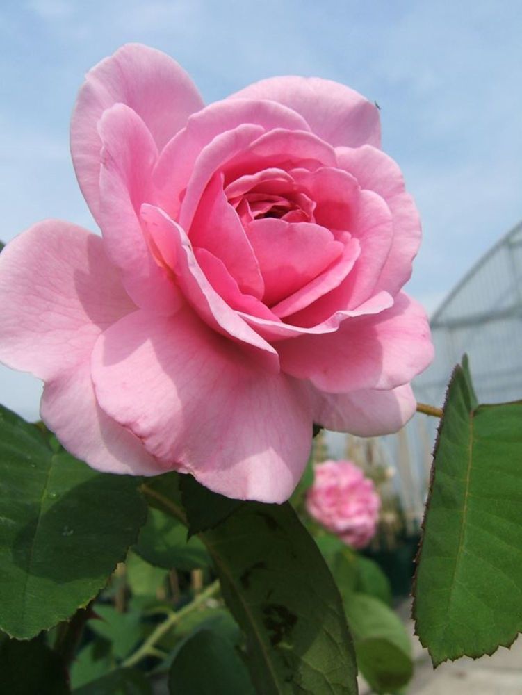 Gertrude Jekyll®
