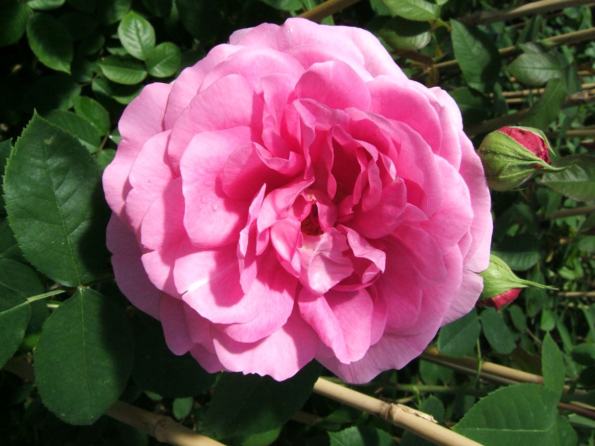 Gertrude Jekyll®