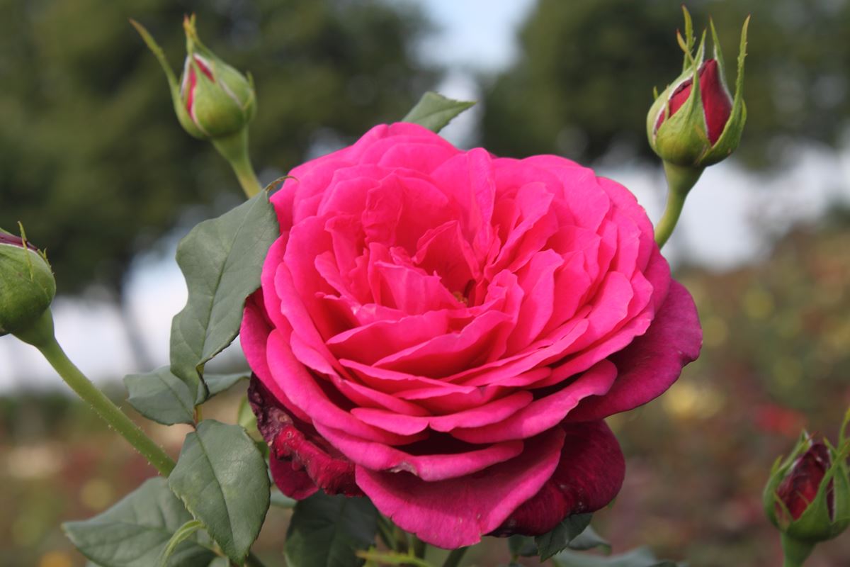 J. W. v. Goethe Rose