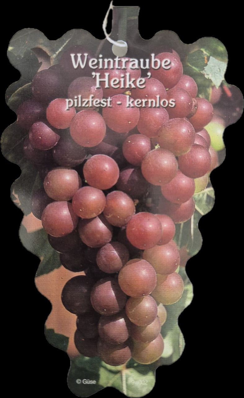 Weinrebe Heike