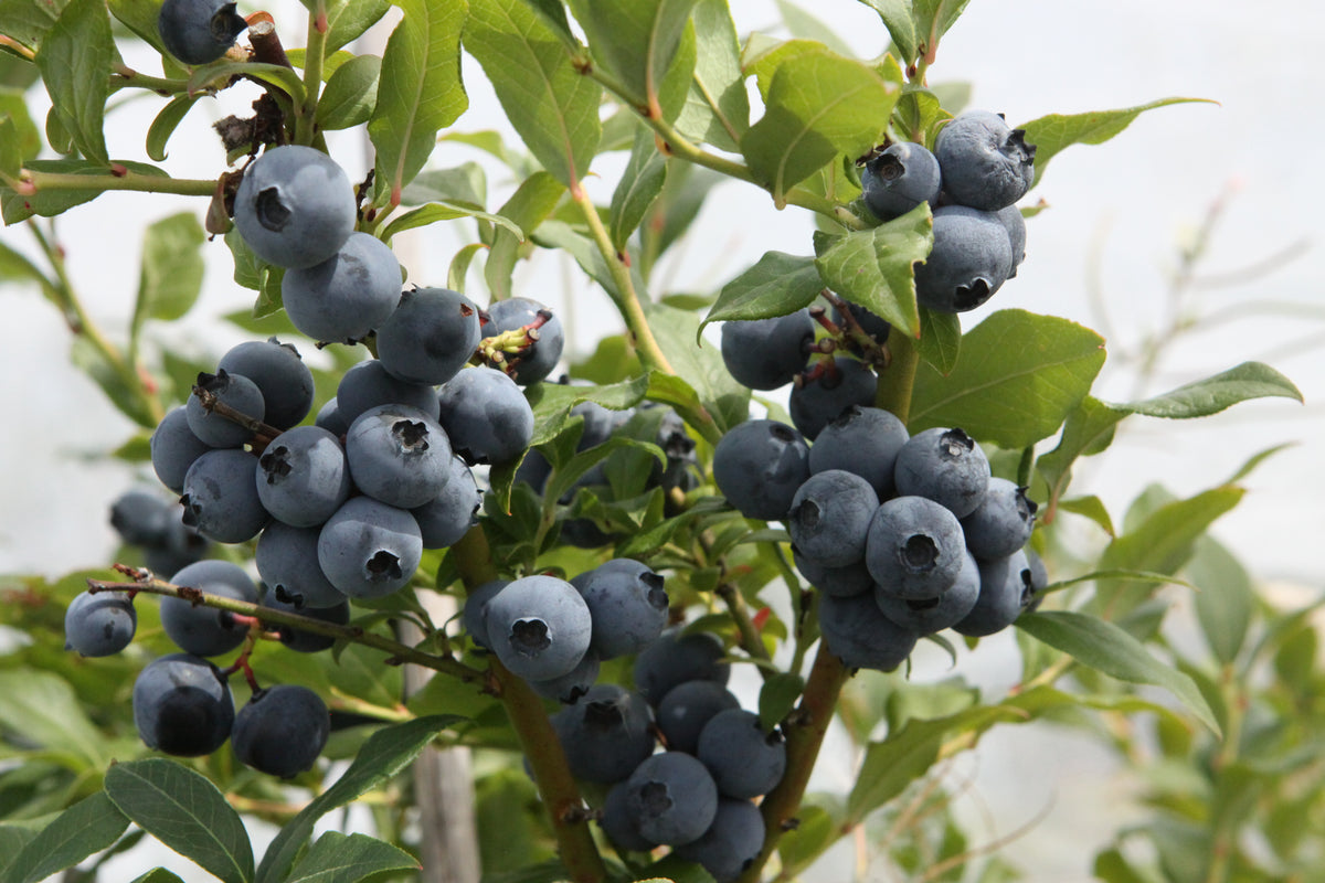 Heidelbeere Hortblue Petite