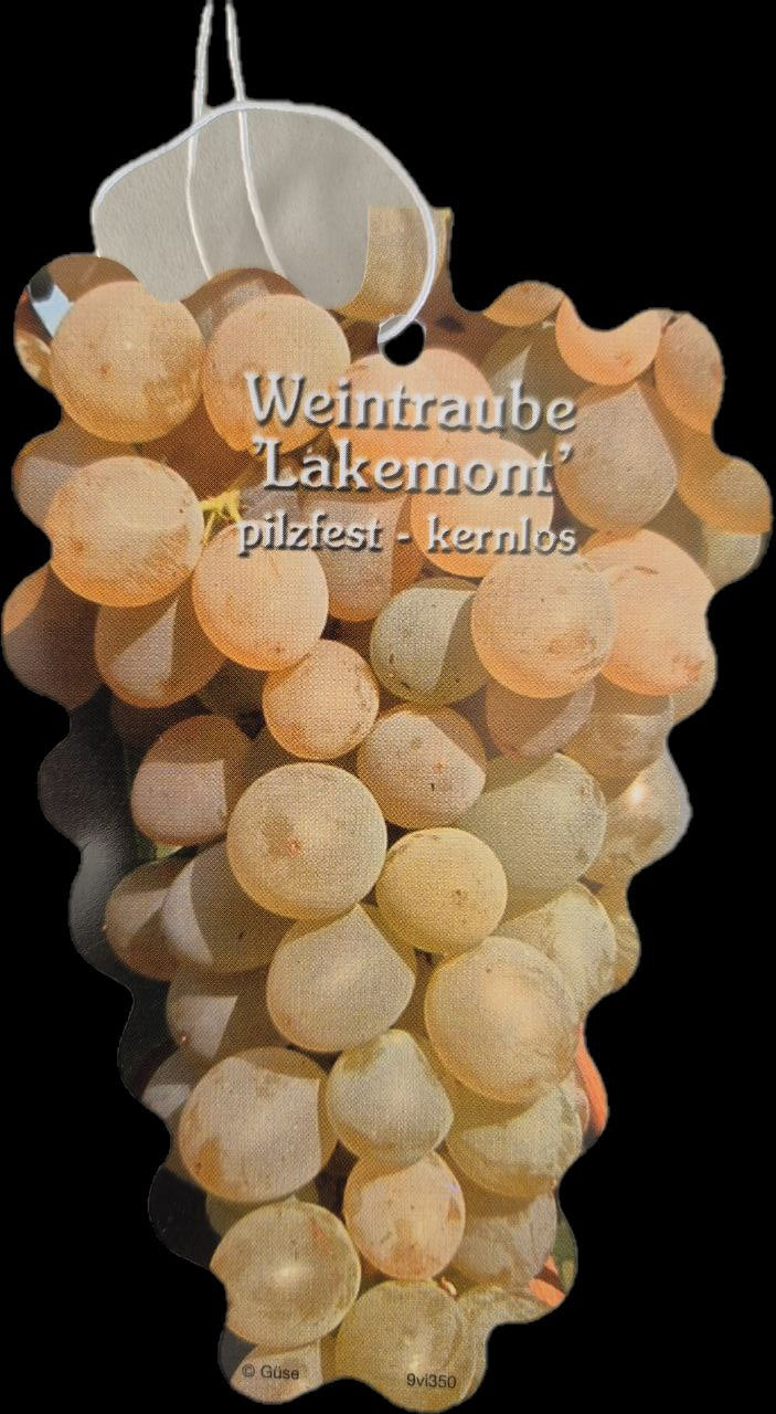 Weinrebe Lakemont
