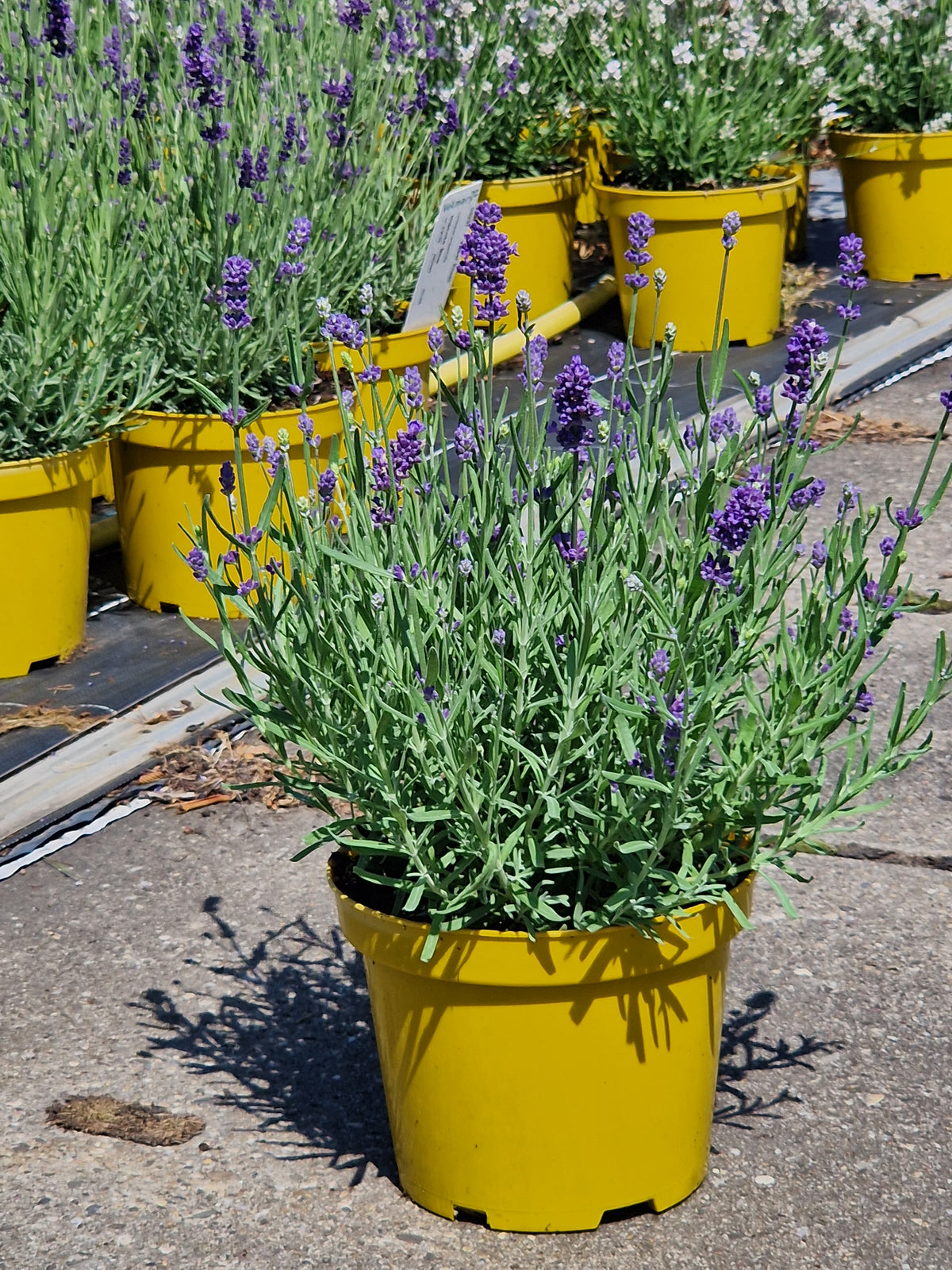 Lavendel Hidcote Blue