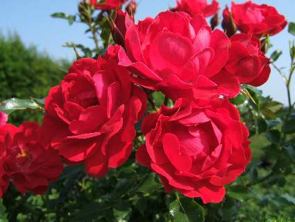 Raspberry Royale