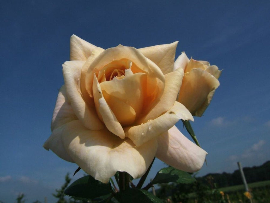 Lions Rose®