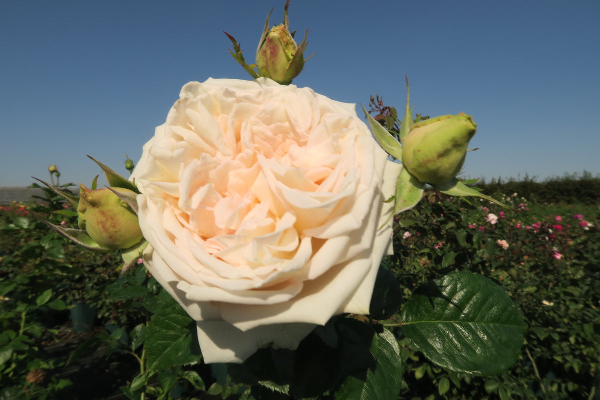 Madame Anisette