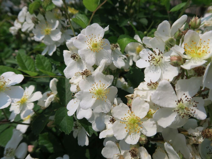 Rosa nitida