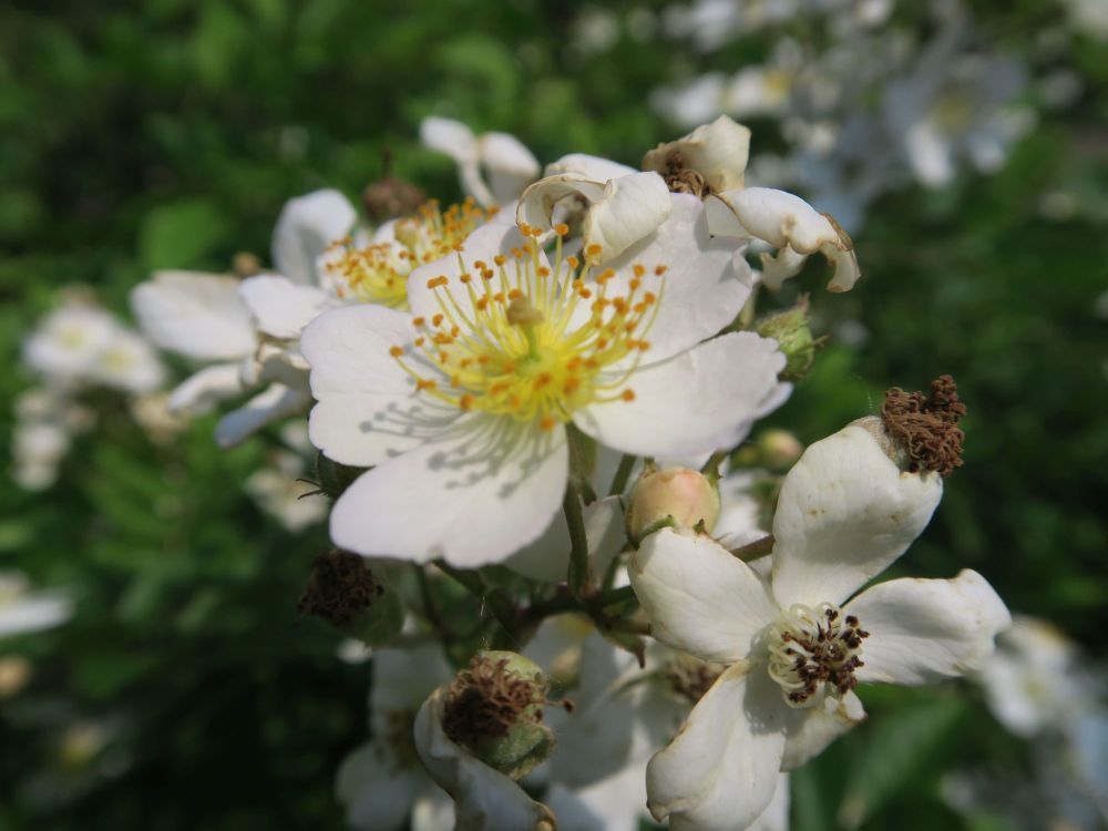 Rosa nitida