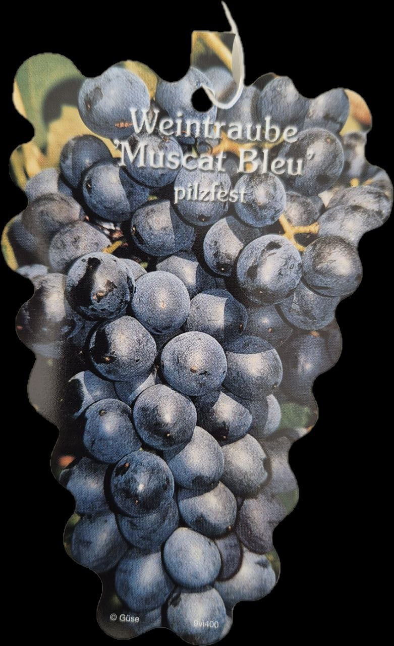 Weinrebe Muscat bleu