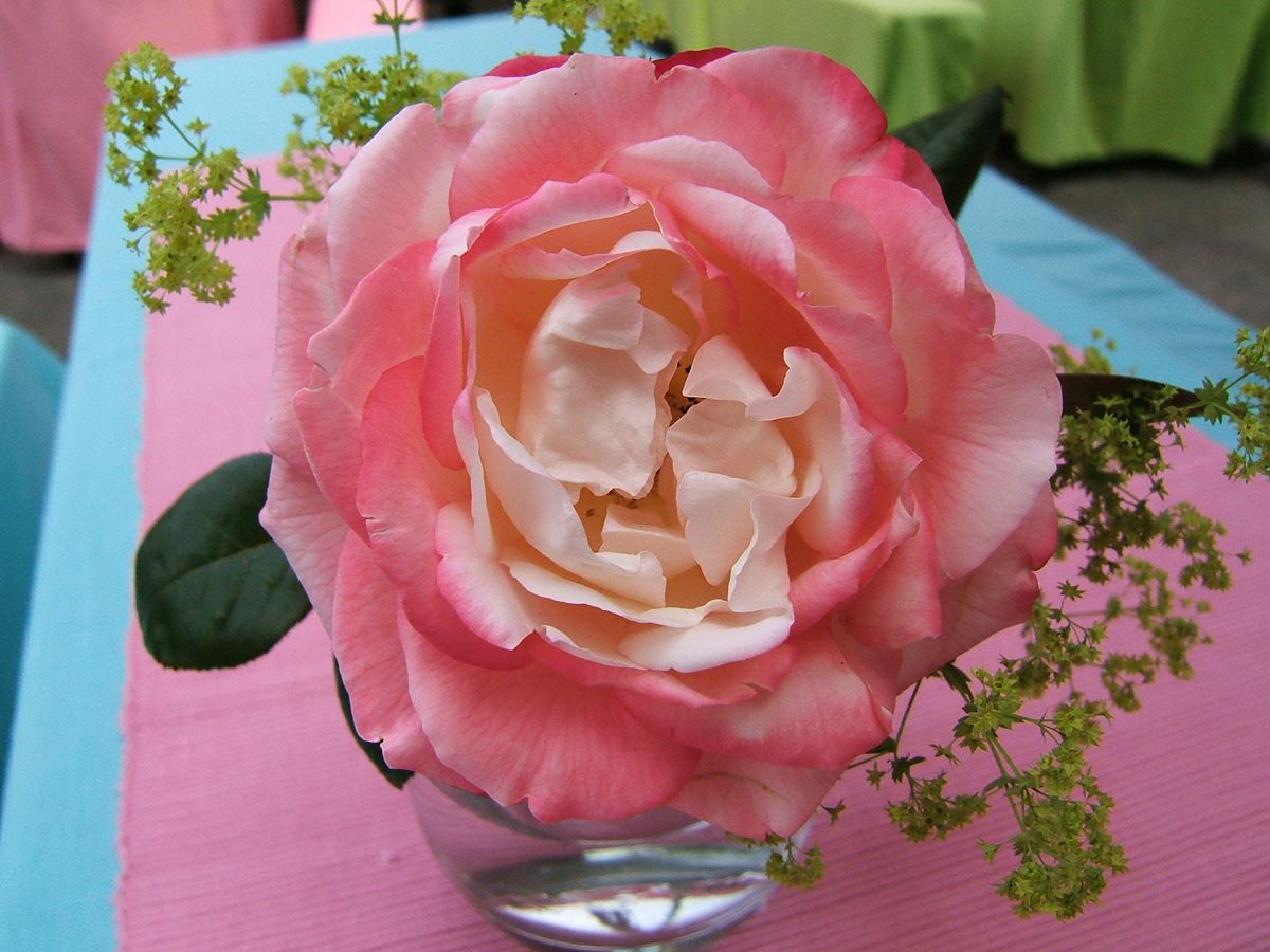 Nostalgie®