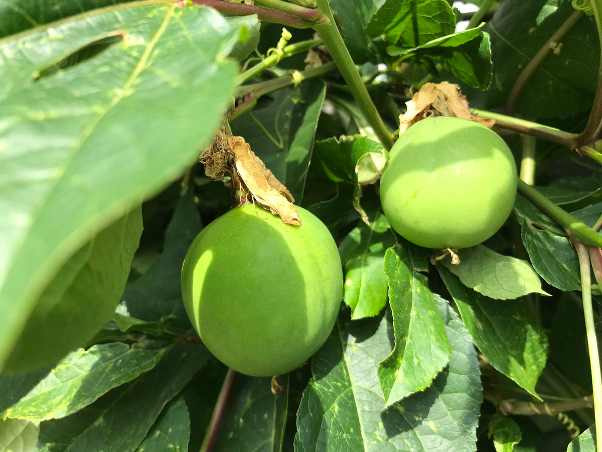 Passiflora Eia Popeia