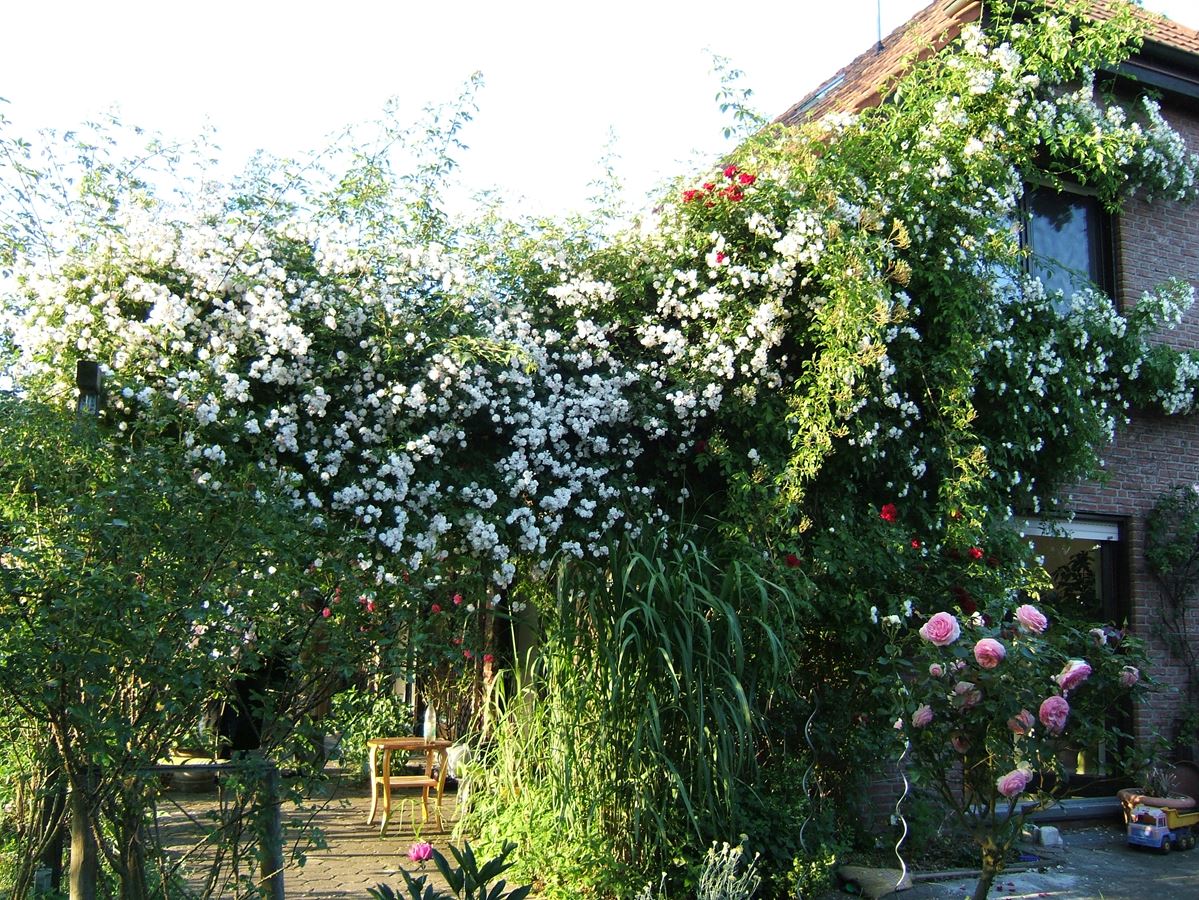 Paul´s Himalayan Musk
