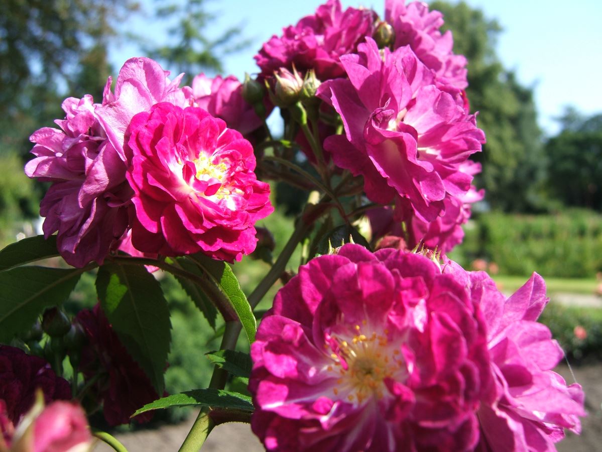 Perennial Blue® (ADR)