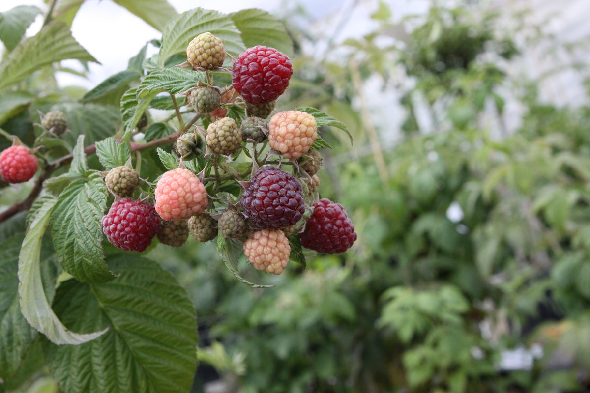 Himbeere Primeberry Autumn Passion