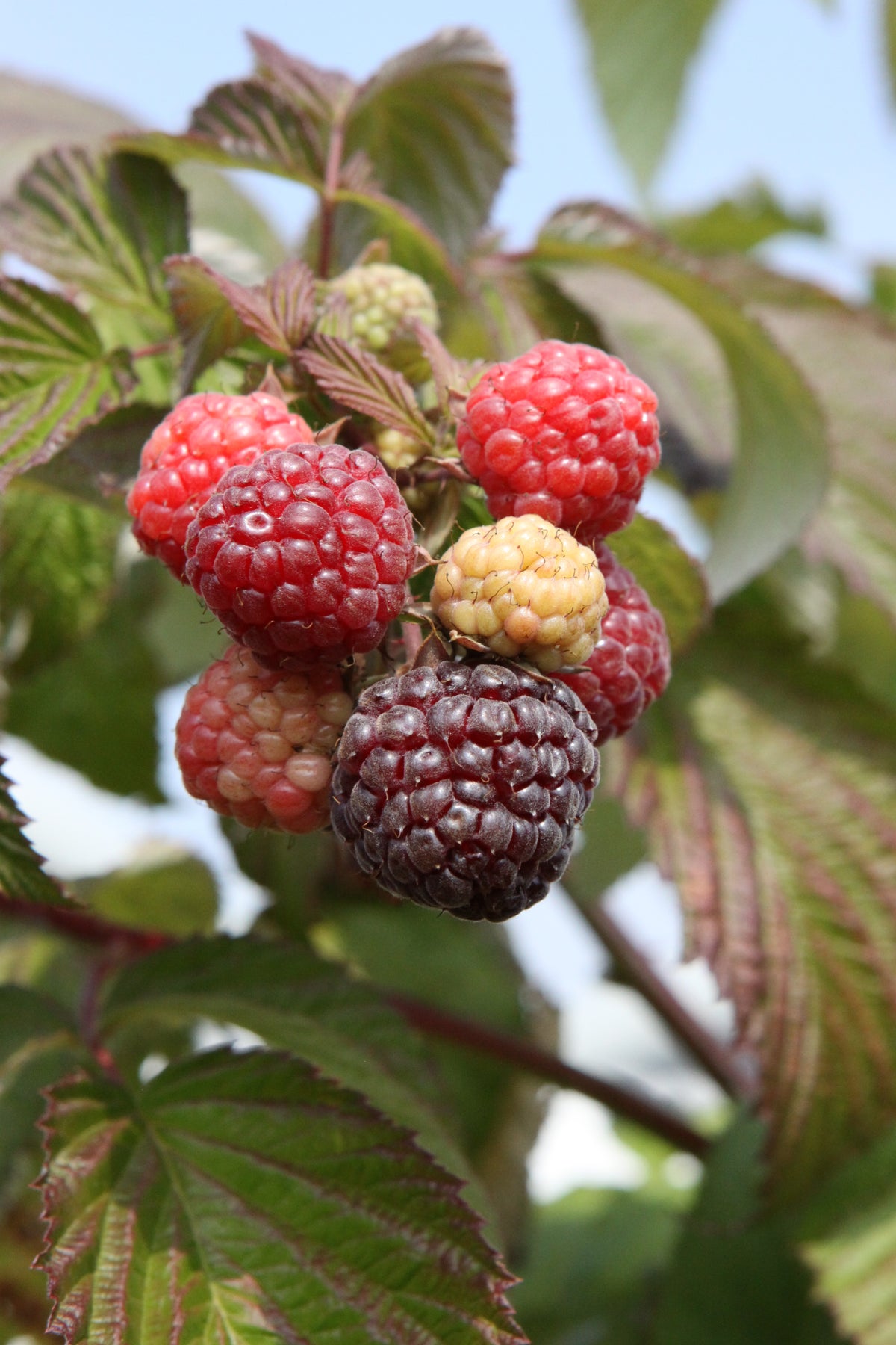 Himbeere Primeberry Autumn Passion