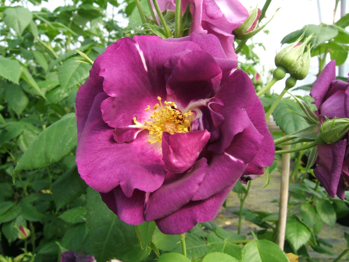 Rhapsody in Blue®