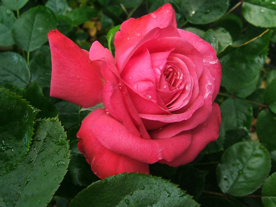 Rosanna®