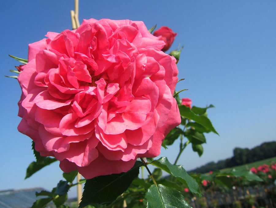 Rosarium Uetersen®