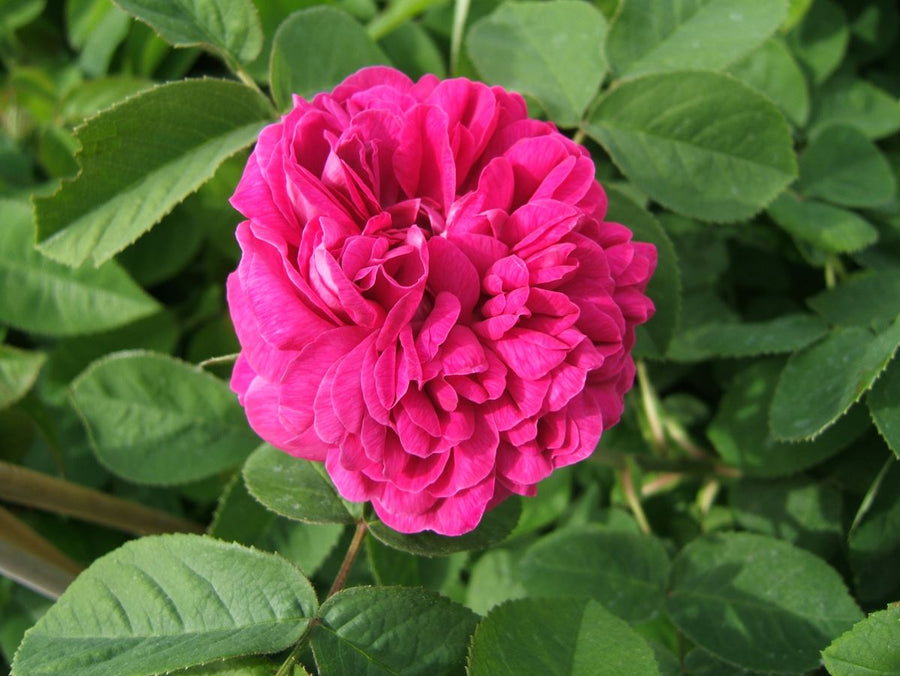Rose de Resht