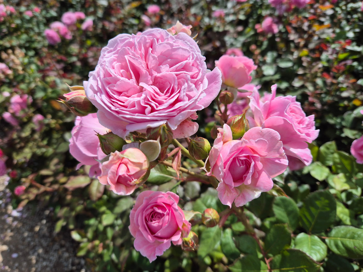Rosengräfin Marie Henriette