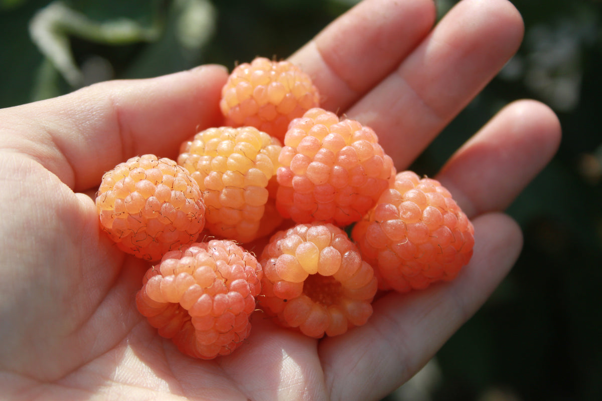Himbeere Little Orangelina