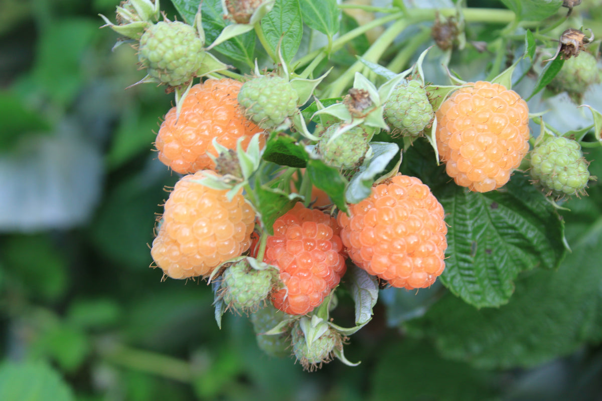 Himbeere Little Orangelina