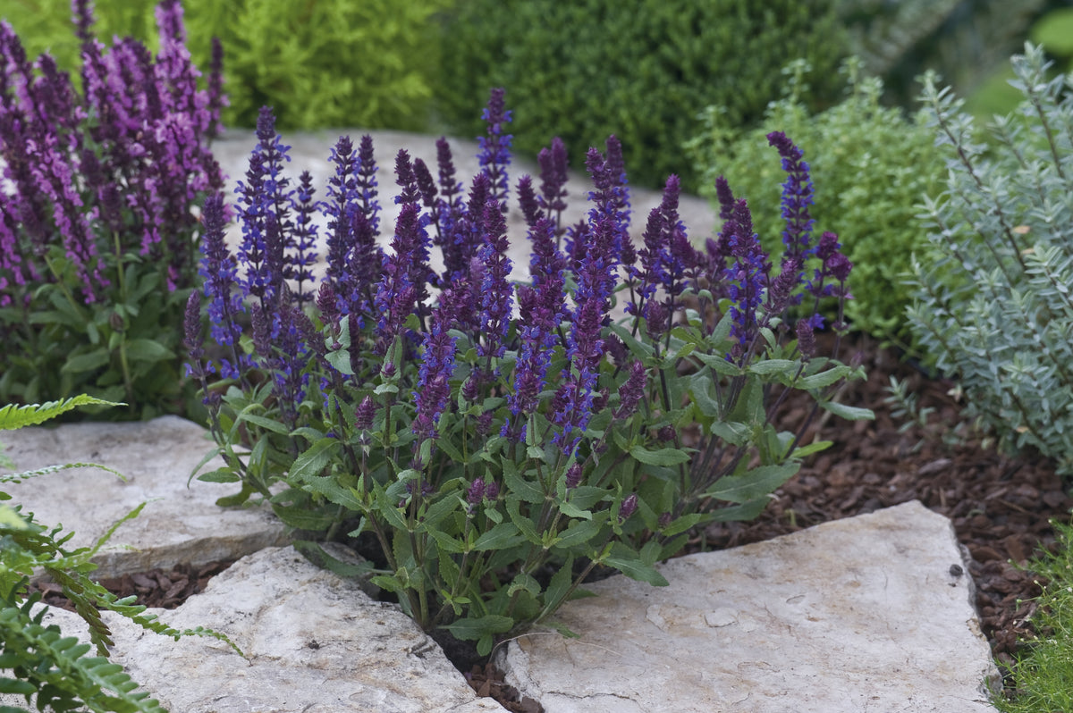 Salvia superba Edula Blue