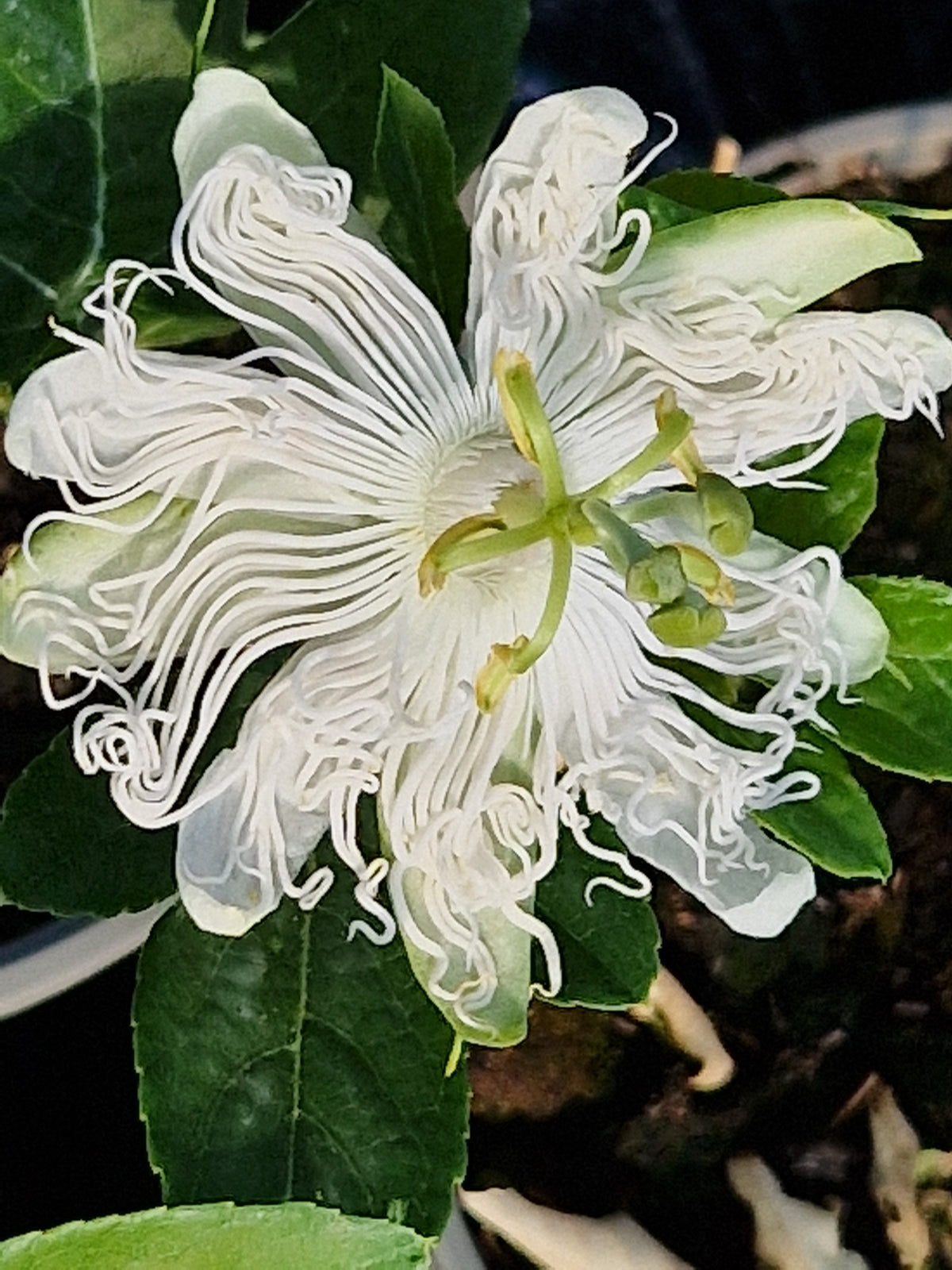 Passiflora Snowstar