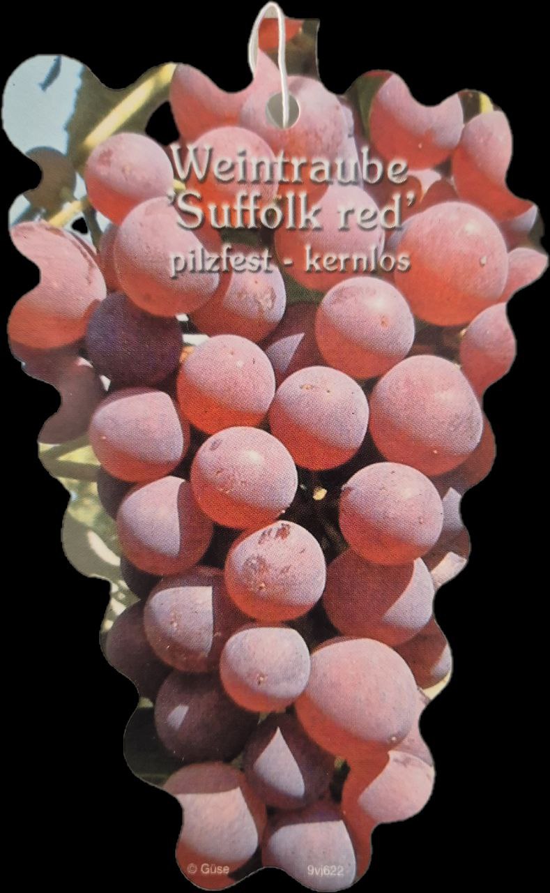 Weinrebe Suffolk Red