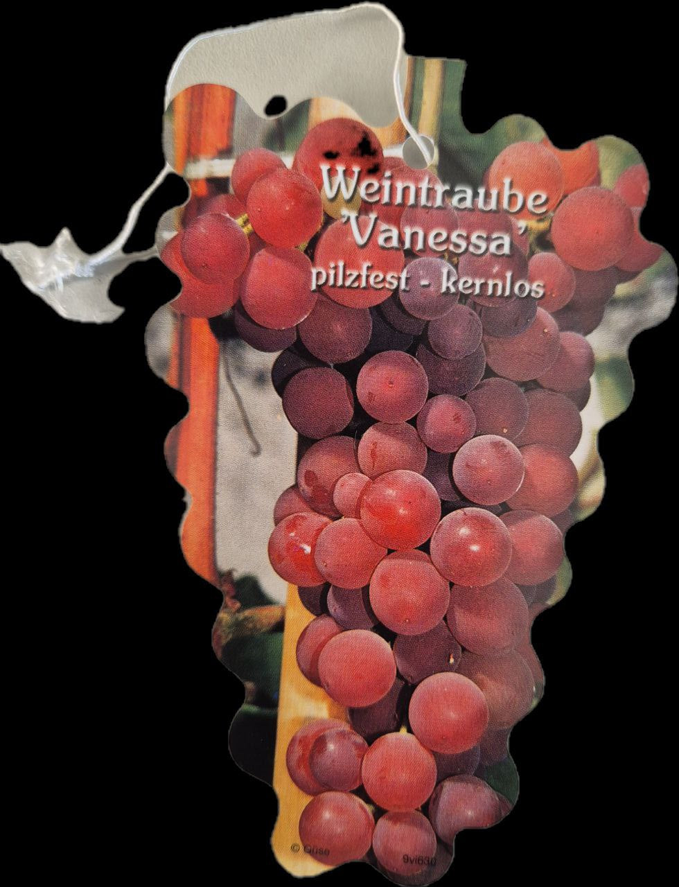 Weinrebe Vanessa