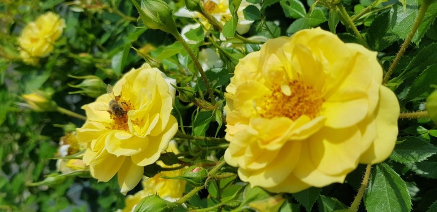 Bienenweide® gelb