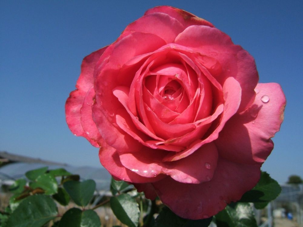 Rosanna®