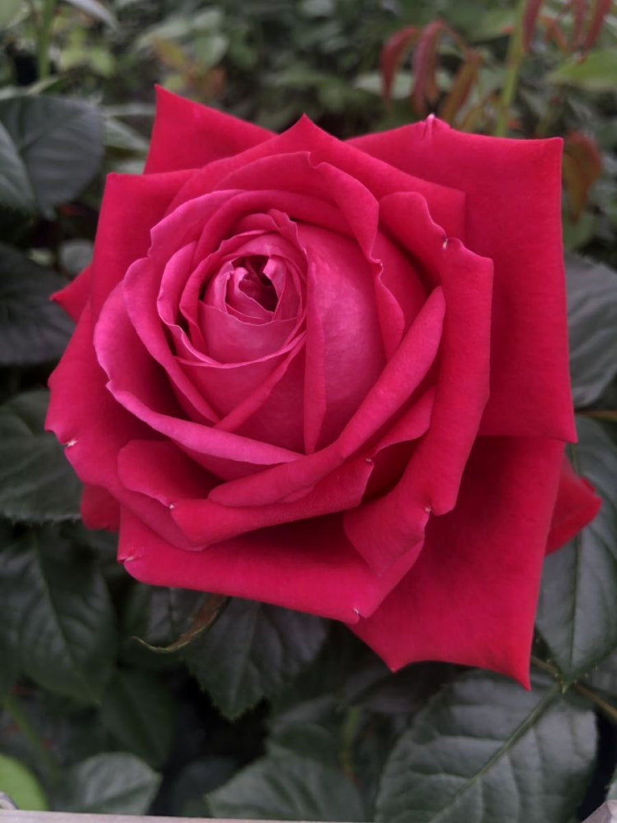 Ruby Kiss®