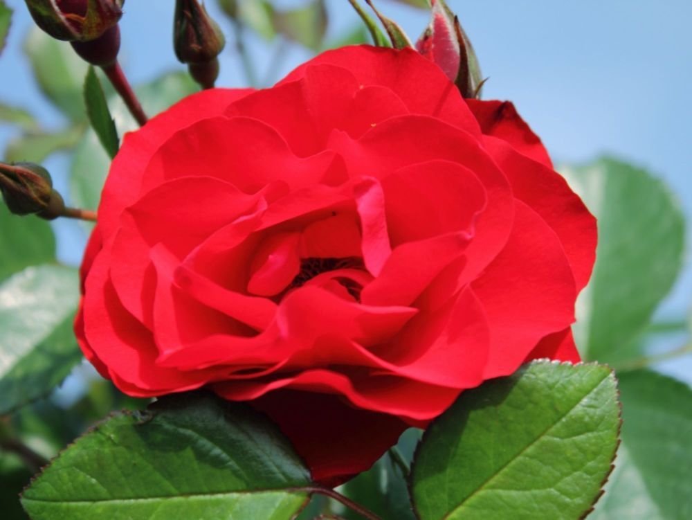 Black Forest Rose® (ADR)