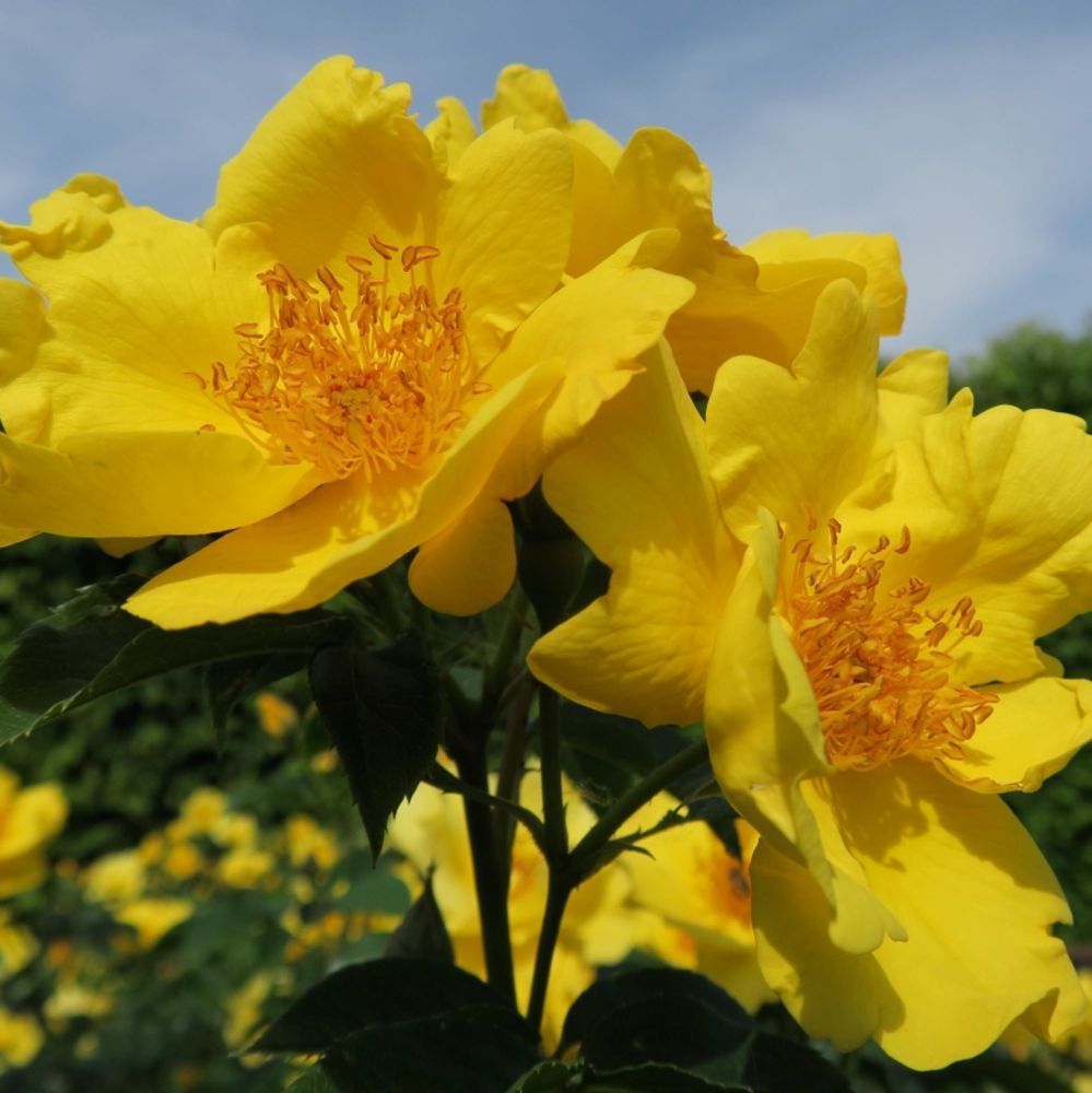 Lemon Fizz® ADR TIPP