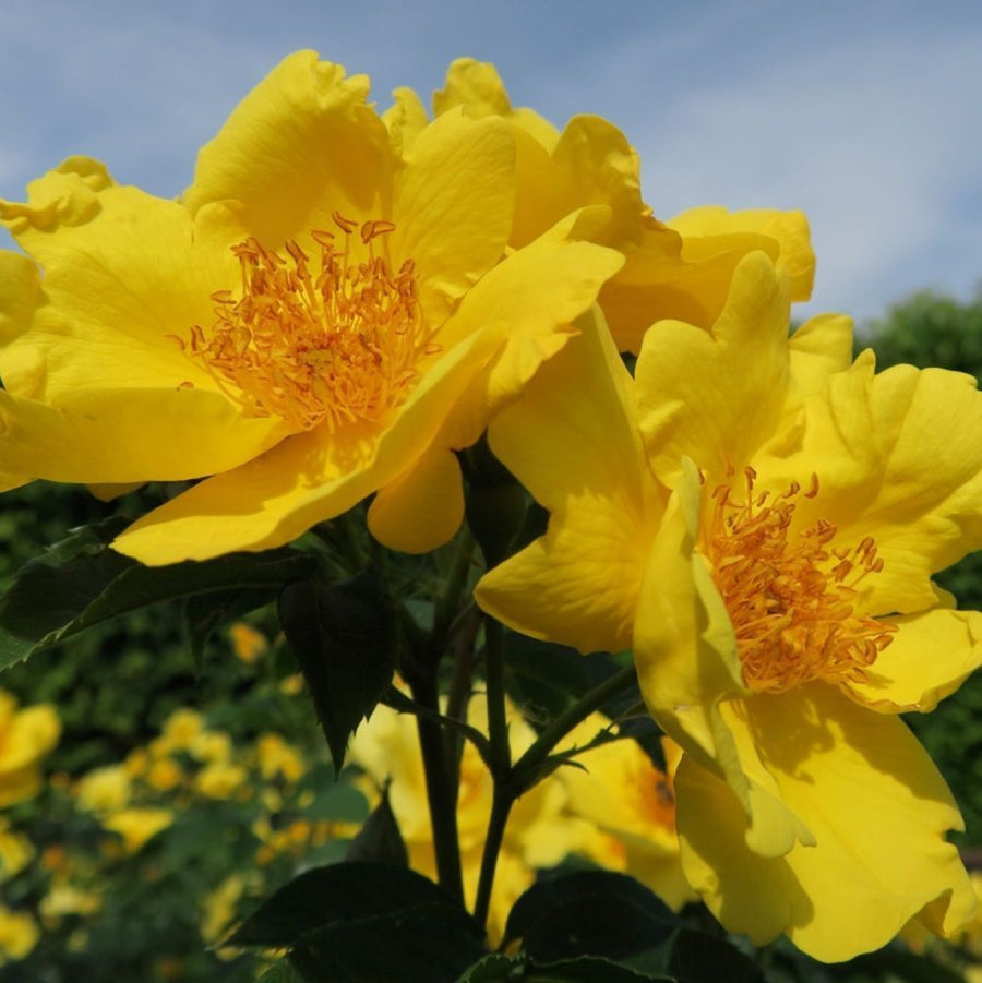 Lemon Fizz® ADR TIPP