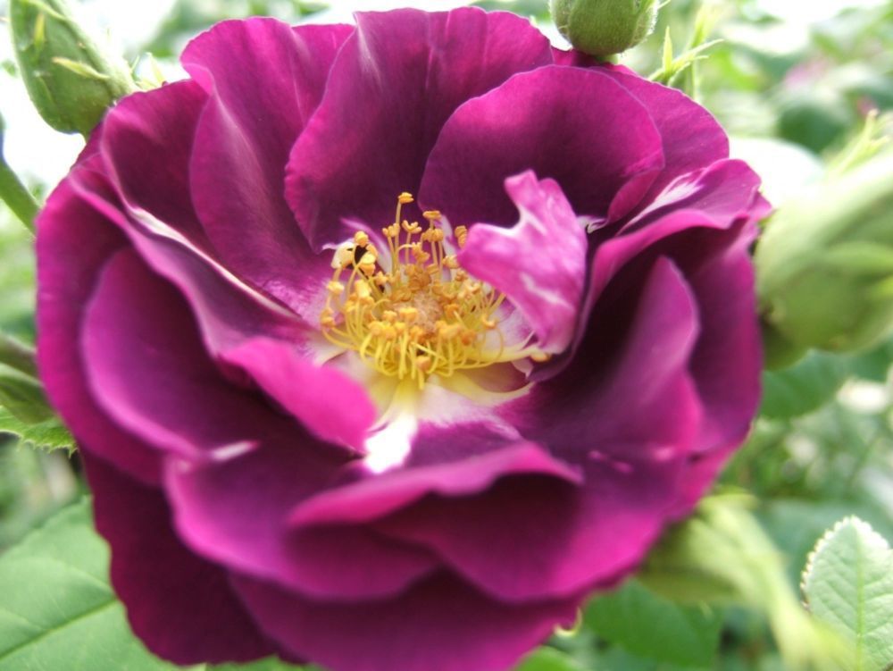 Rhapsody in Blue®