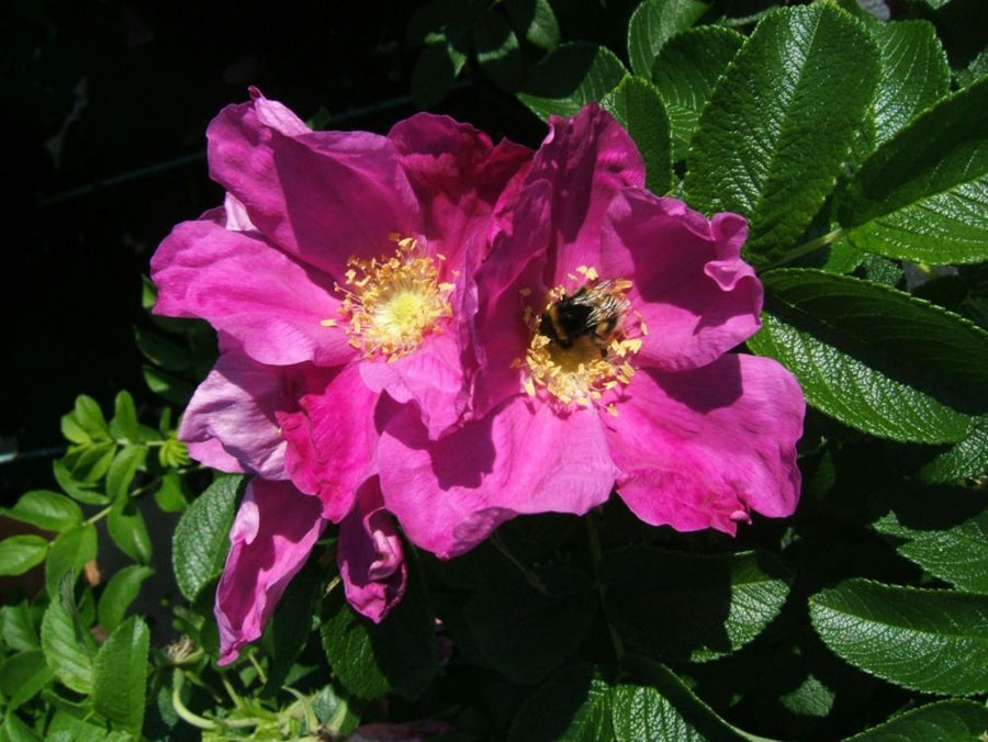 Rosa rugosa