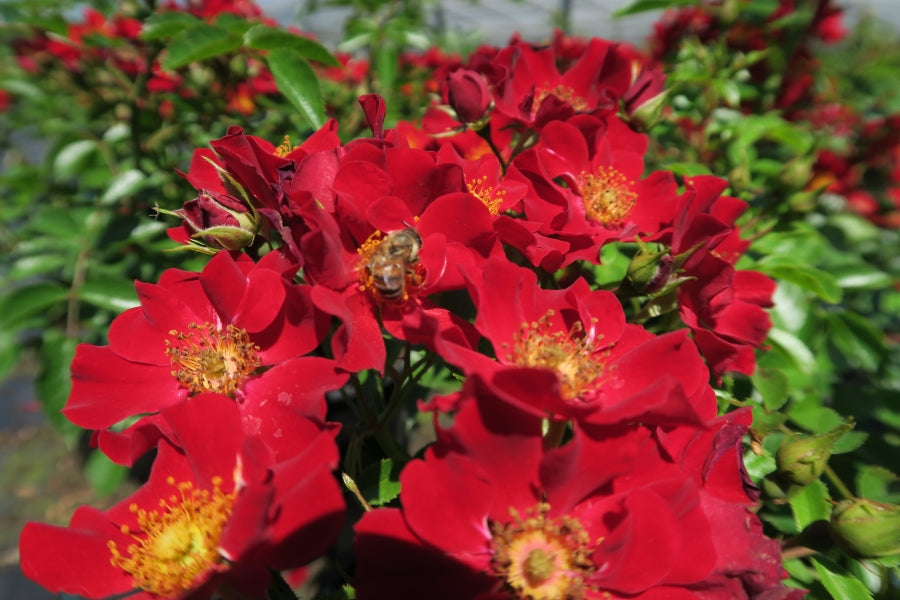 Bienenweide®rot