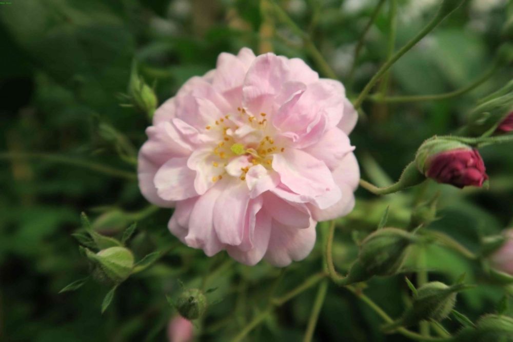 Paul´s Himalayan Musk