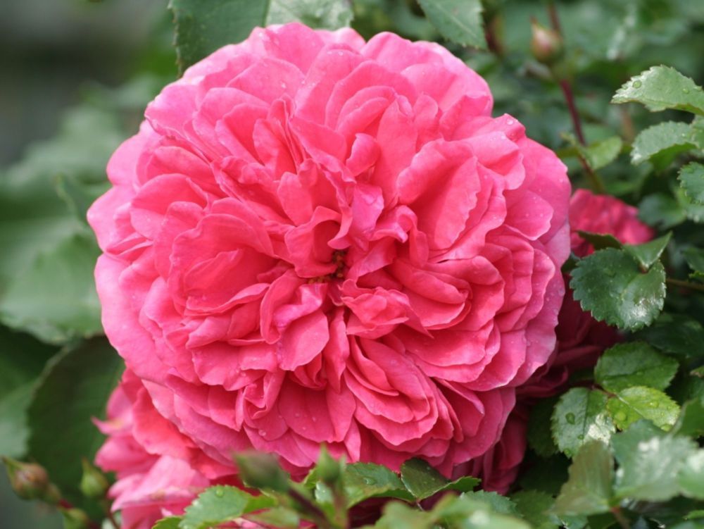 Rosarium Uetersen®