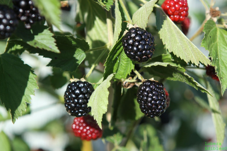 Brombeere Asterina®