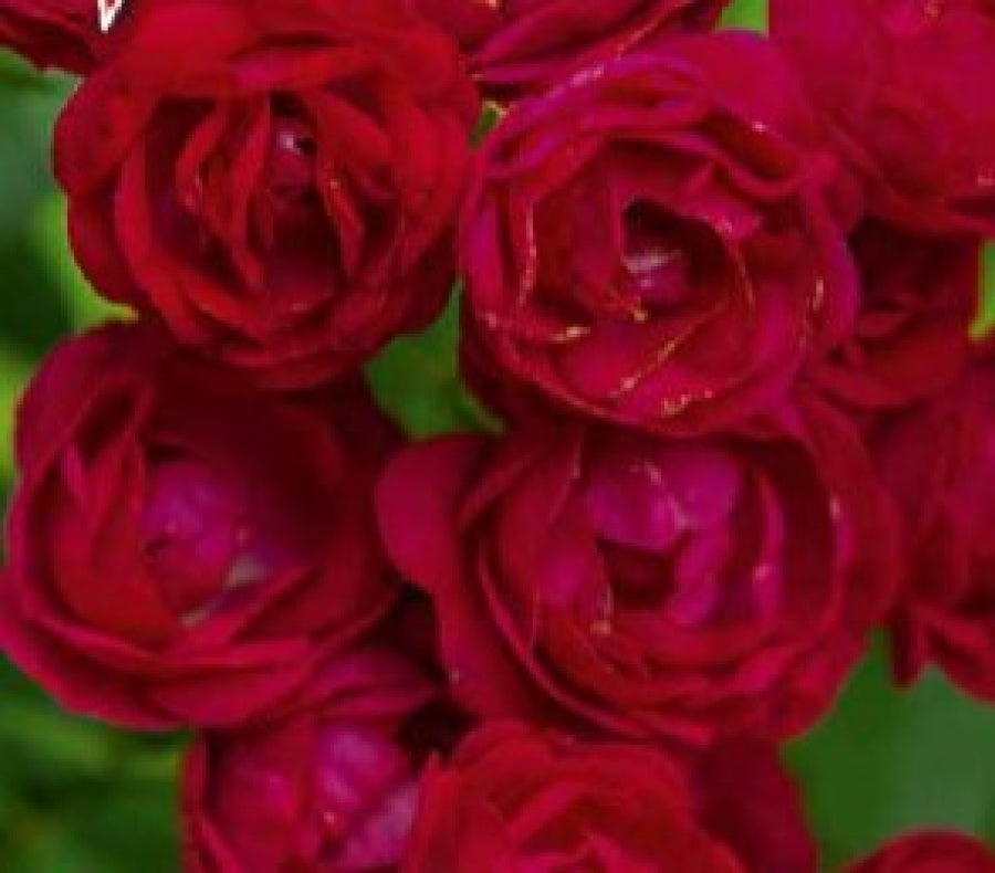 Perennial Domino®