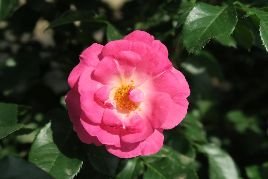 Ile de Fleurs®
