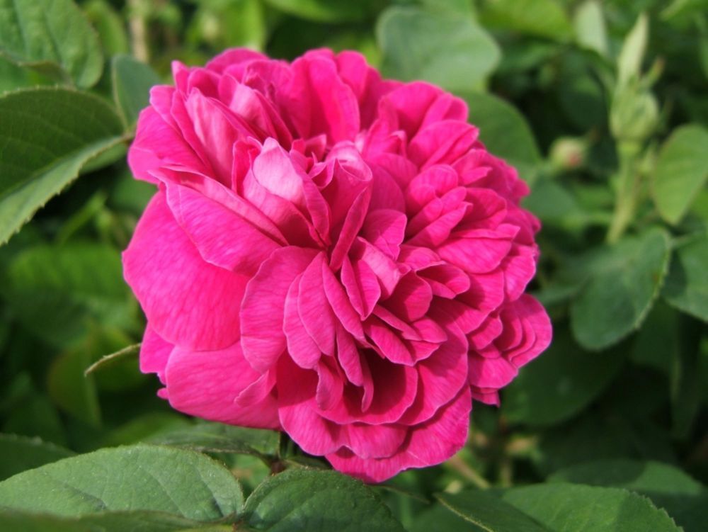 Rose de Resht