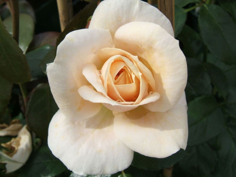Lions Rose®