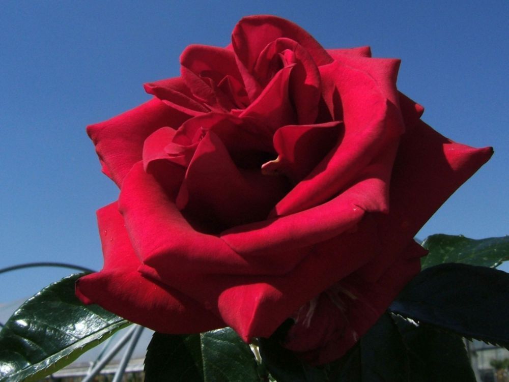 Red Flame®