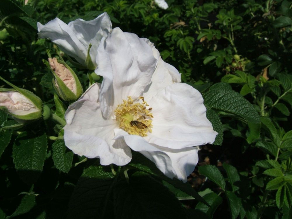 Rosa rugosa alba